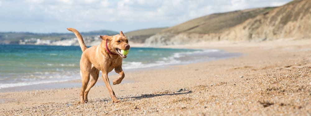 Happy pup running on a beach near The Artisan in San Diego, California