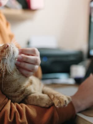 Resident petting their cat while working from home at Hunters Crossing in Newark, Delaware