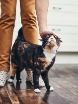 Resident petting their cat at the pet-friendly The View North Hills in Pittsburgh, Pennsylvania