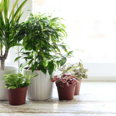 Thriving plants in a model home at Verse Seattle in Seattle, Washington