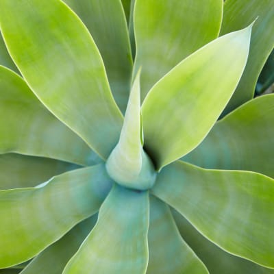 Close-up of a thriving succulent at Sofi Irvine in Irvine, California