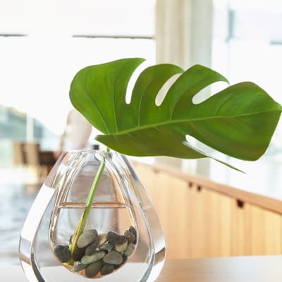 Plant in a decorative vase at Sofi Berryessa in San Jose, California