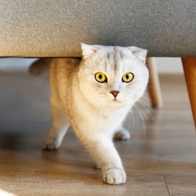 Cat exploring in their new apartment at Marquis at Legacy in Plano, Texas 