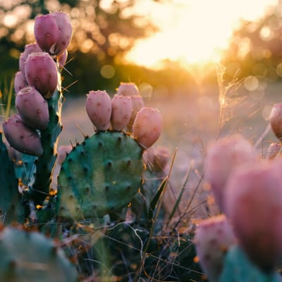 Beautiful cactus at Rose Court in Phoenix, Arizona