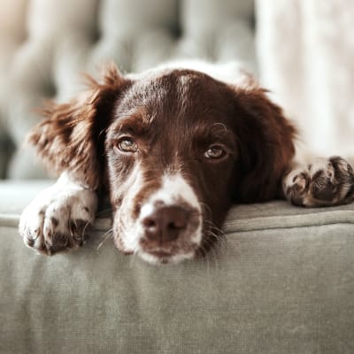 a dog on the couch at The Village at New Gosport in Portsmouth, Virginia