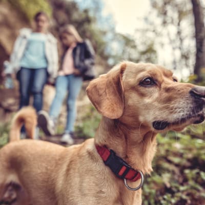 a dog at a park with its people at Del Mar I in Oceanside, California