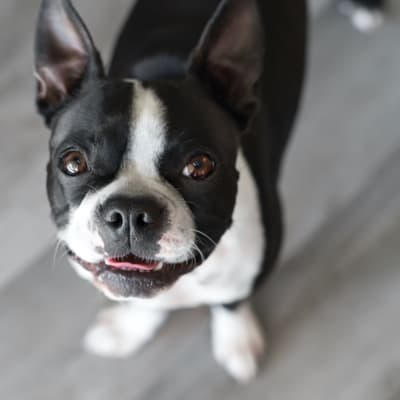 Cute dog smiling for the photo at Main Street Apartments in Rockville, Maryland