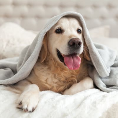 Cute dog under a blanket at West 38 in Wheat Ridge, Colorado