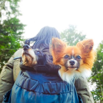 Resident going for a walk with dogs in their backpack near Landmark Apartments Phase II in Little Rock, Arkansas
