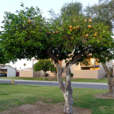 fruit trees at 16th Street in Yuma, Arizona