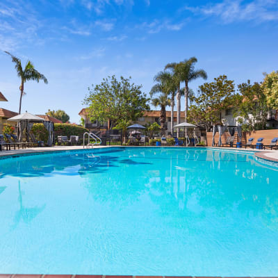 Incredible pool surrounded by lounge chairs and palm trees on a sunny day at Terra Camarillo in Camarillo, California