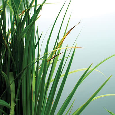 plants at Sandhill Shores in Stillwater, Minnesota