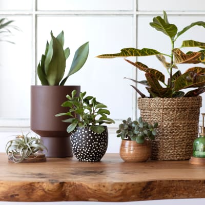 Thriving plants on a custom wood burl windowsill at The Fitz Apartments in Dallas, Texas