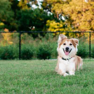 A happy pet dog sitting in a garden at Wildwood Creek in Grapevine,Texas