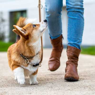 Resident walking their pet corgi at Indigo Springs in Mesa, Arizona