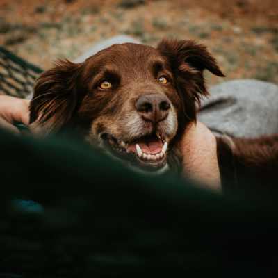 Dog in a park near The Overlook at Keystone Canyon in Reno, Nevada