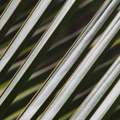 Palm tree leaves at Imperial 41 in Bonita Springs, Florida