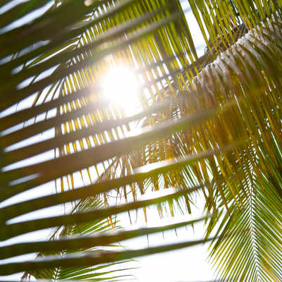 Sun rays shining through palm tree leaves at Imperial 41 in Bonita Springs, Florida