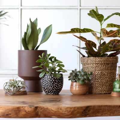 Thriving plants on a custom wood burl windowsill at Cypress Creek at Stoney Ridge in Del Valle, Texas