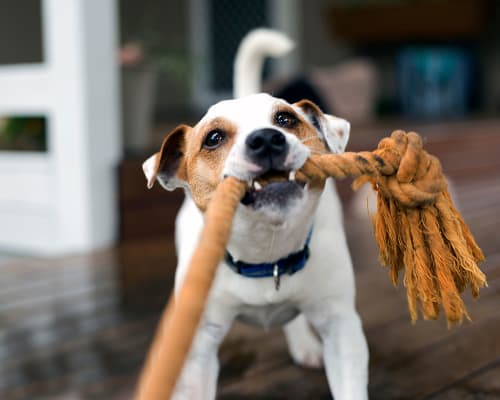 Pet friendly apartments at 275 Fontaine Parc in Miami, Florida