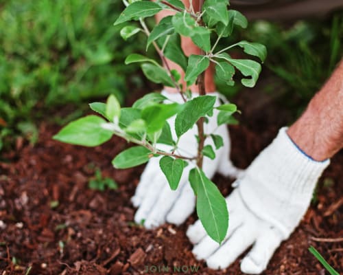 Garden Club
