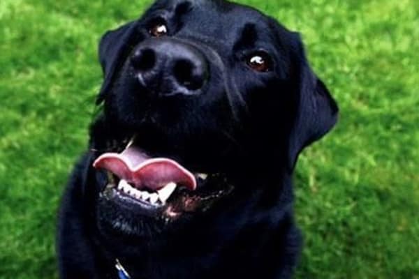 Pet friendly apartments in Seattle, Washington