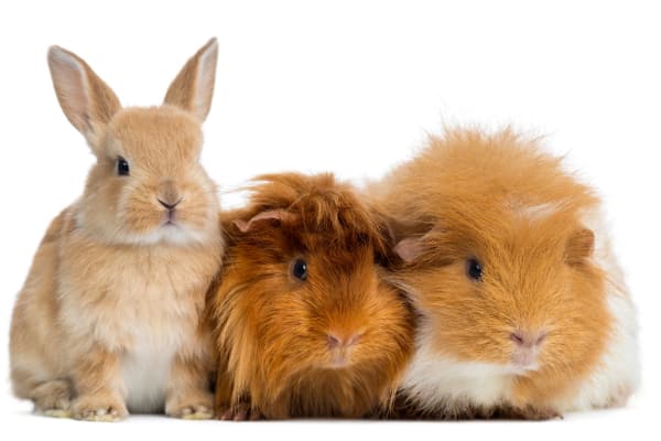 Rabbit and guineas at The Animal Hospital on the Golden Strip in Williamsport, Pennsylvania