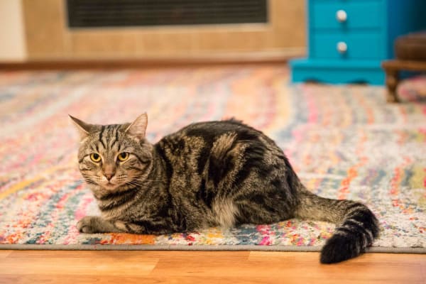 A Resident's cat lying on a rug at Providence Pointe in Johnston, Iowa