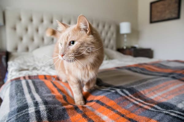 A Resident's cat on the bed at Woodland Reserve in Ankeny, Iowa