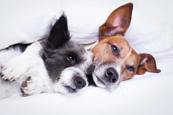 Pet friendly apartments at West Fifth Apartments in Ontario, California