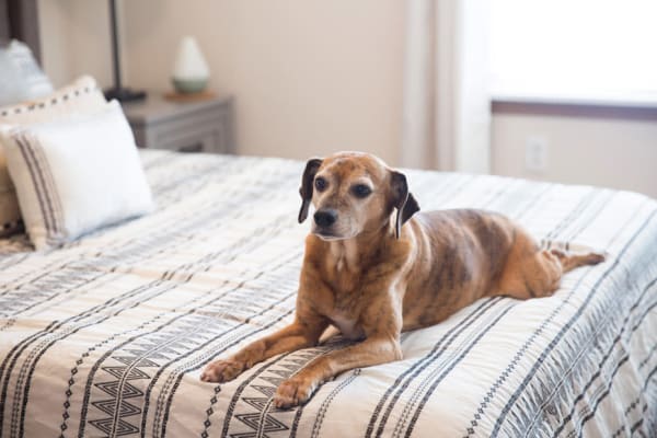 A resident with her dog at West Towne in Ames, Iowa