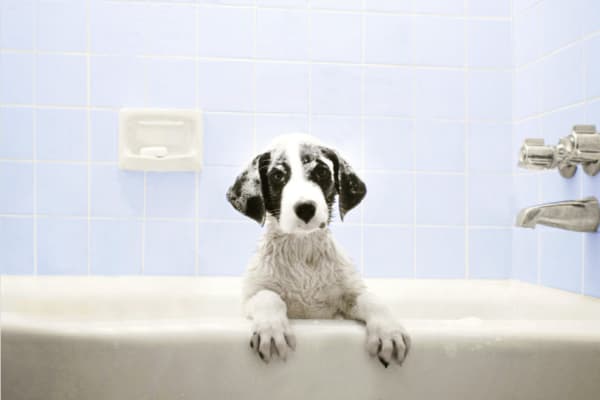 Puppy taking a bath at 2803 Riverside in Grand Prairie, Texas