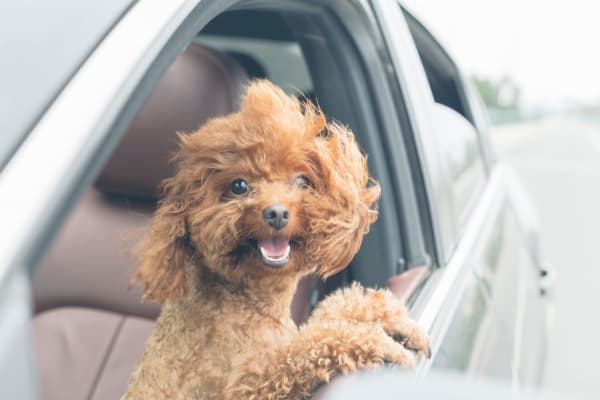 Happy dog riding with his head out of the window of a car on the way to a park near Sanctuary on 51st in lLaveen Arizona