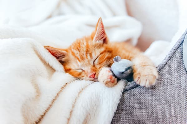 snuggled up kitten at home at Trinity Way in Fremont, California