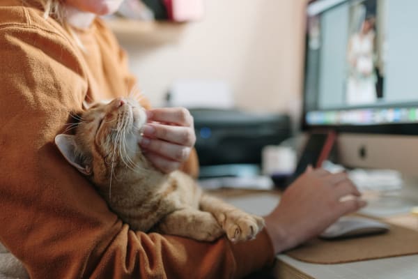 Resident getting work done while petting her cat in her new apartment at Liberty Pointe in Newark, Delaware