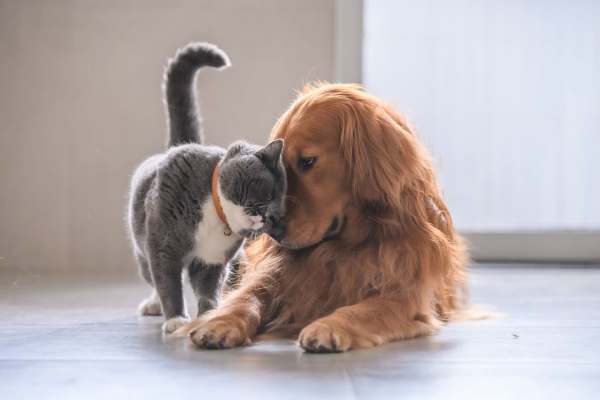 A kitten meeting a dog at Preserve at Steele Creek in Charlotte, North Carolina