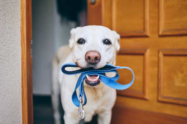 Pet Friendly at Parker's Landing in Portland, Michigan