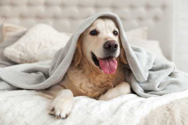 Pet friendly homes at The Mirage Manchester in Richmond, Virginia