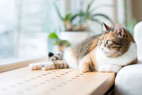 cat