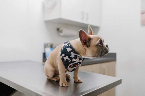 Local Veterinarian