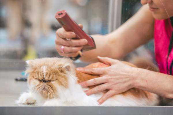 pet grooming nearby
