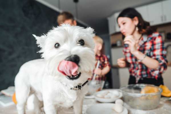 Happy puppy and her owner in their kitchen at The Canopy Apartment Villas in Orlando, Florida