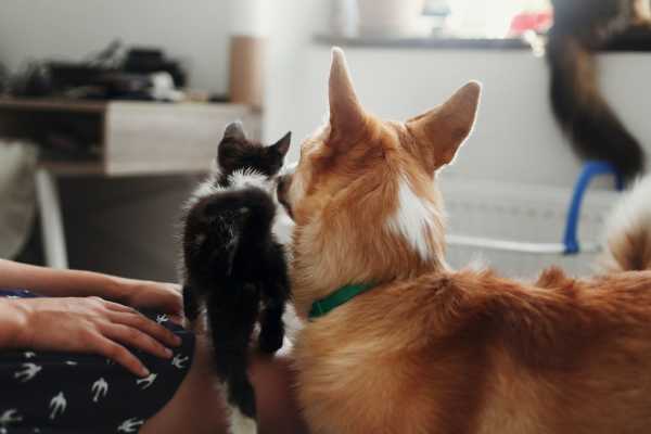 Cute pet dog and cat sitting together at Rosemont Windermere in Orlando,Florida