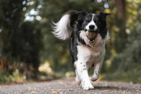 DOG PARKS NEARBY NINETY DEGREES