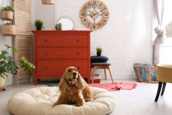 Pet Friendly Apartments