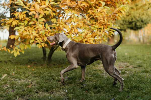 dog running at a park near Ashmore