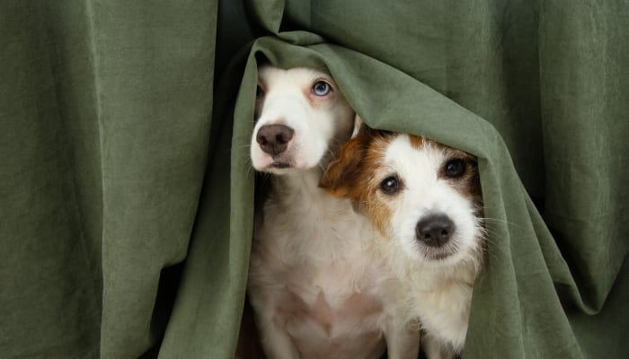 Two dogs peeking their heads out from under a green blanket at a Estoria Cooperatives community