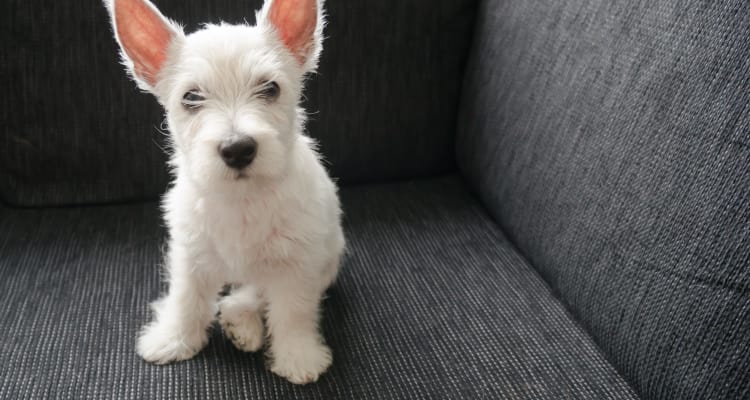 Dog sitting on couch at Abigail Gardens Apartments