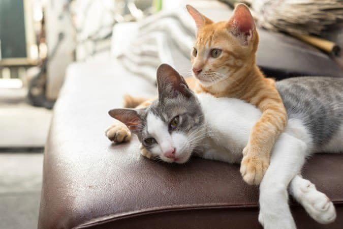 We welcome all your furry friends at Spice Tree Apartments