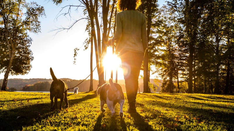Resident walking dogs at Amber Park in Sacramento, California